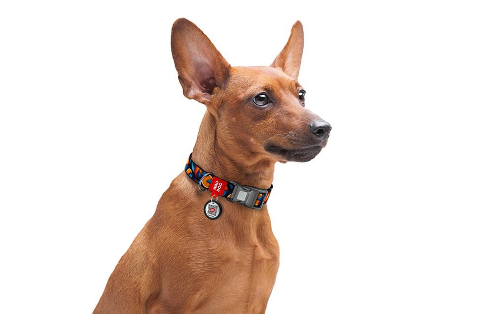 Waudog "Oranges" nylon dog collar with QR code, size S