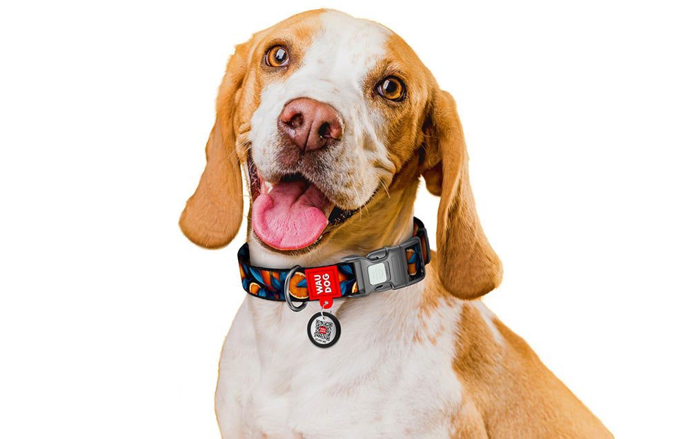 Waudog "Oranges" nylon dog collar with QR code, size S